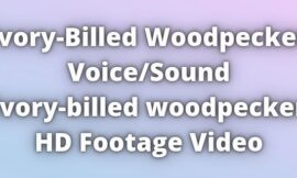 ivory-billed woodpecker Voice and Sound With HD Video.