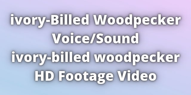 Read more about the article ivory-billed woodpecker Voice and Sound With HD Video.