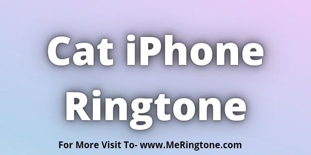 You are currently viewing Cat iPhone Ringtone Download