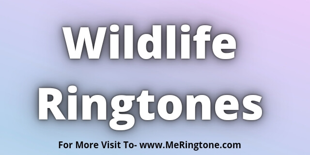 You are currently viewing Wildlife Ringtones Download