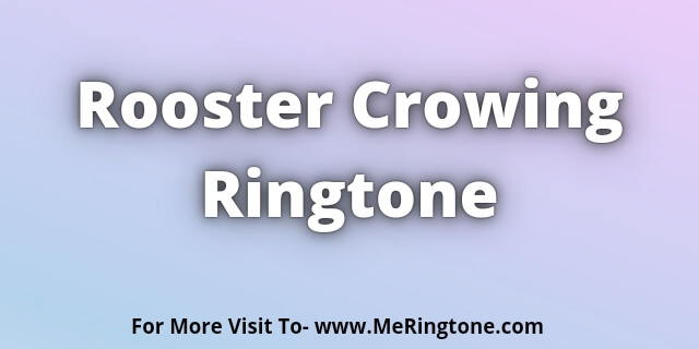 You are currently viewing Rooster Crowing Ringtone Download