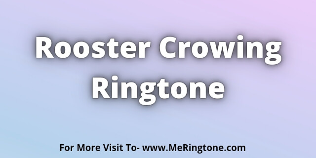 Read more about the article Rooster Crowing Ringtone Download