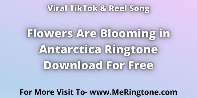 Read more about the article Flowers Are Blooming in Antarctica Ringtone Download For Free