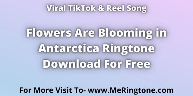 You are currently viewing Flowers Are Blooming in Antarctica Ringtone Download For Free